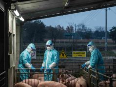 전남 무안 돼지농장에서 구제역 바이러스가 검출됨에 따라 방역 강화